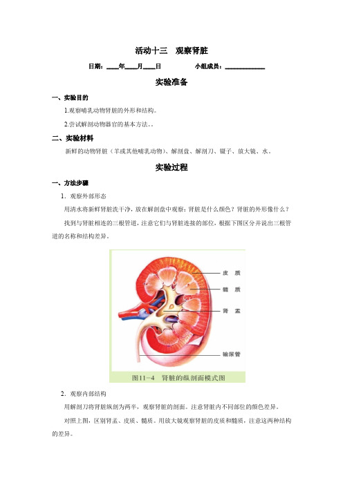 《实验报告》北师大版七年级生物(下册)活动十三  观察肾脏