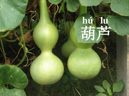 人教版语文二上14《我要的是葫芦》 (2)PPT课件