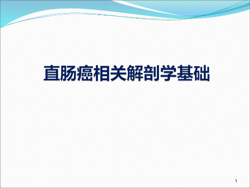 直肠相关解剖学基础PPT课件