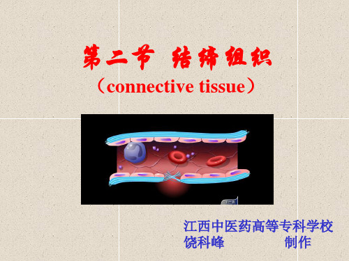 结缔组织 (1)