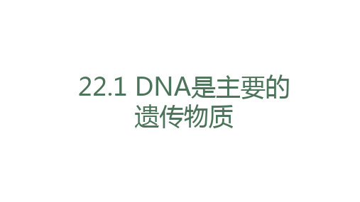 第一节DNA是主要的遗传物质课件2022-2023学年苏教版生物八年级下册