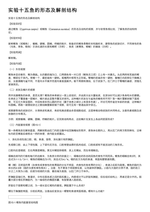 实验十五鱼的形态及解剖结构