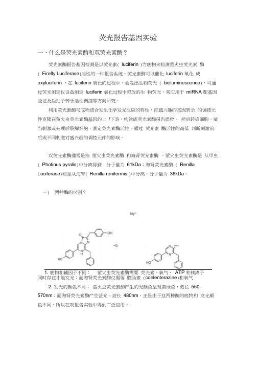 荧光报告基因实验