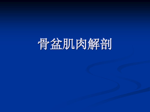 骨盆肌肉解剖PPT课件