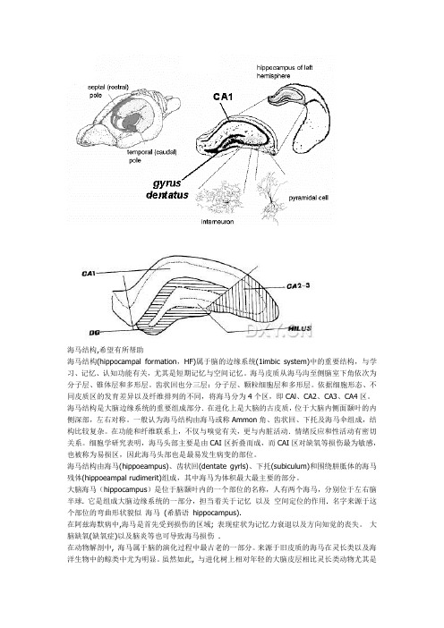 海马结构及图