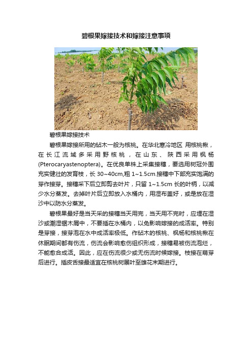 碧根果嫁接技术和嫁接注意事项