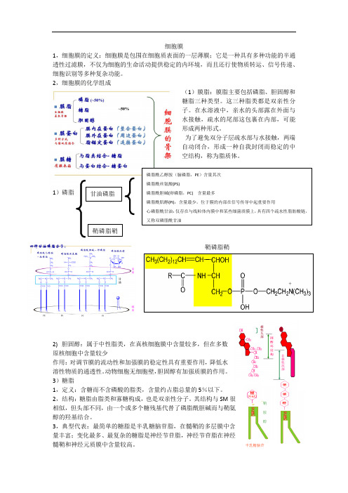 医学细胞生物学之细胞膜