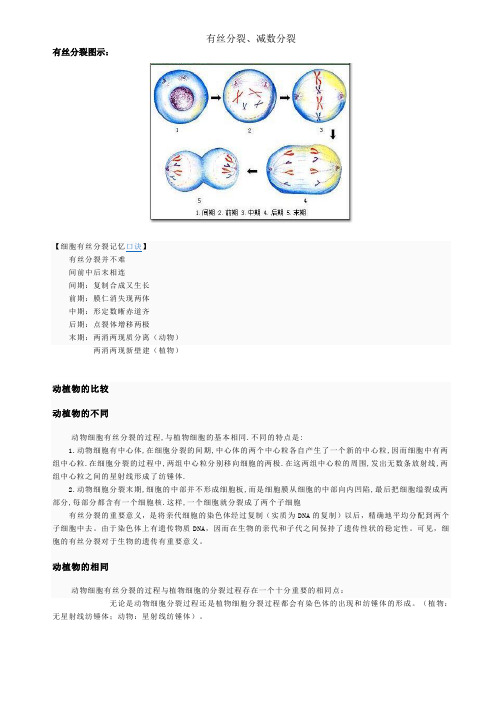 有丝分裂,减数分裂比较