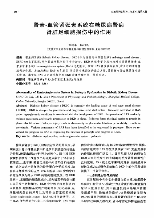 肾素一血管紧张素系统在糖尿病肾病肾脏足细胞损伤中的作用