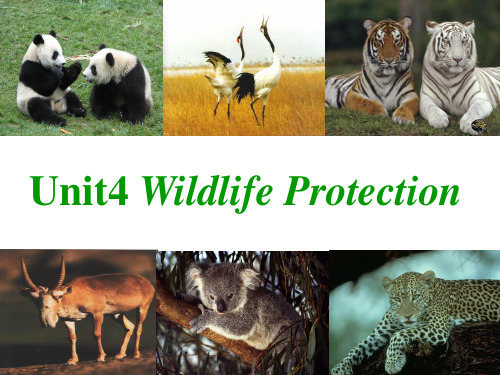 高中英语-unit 4 wildlife protection (2)