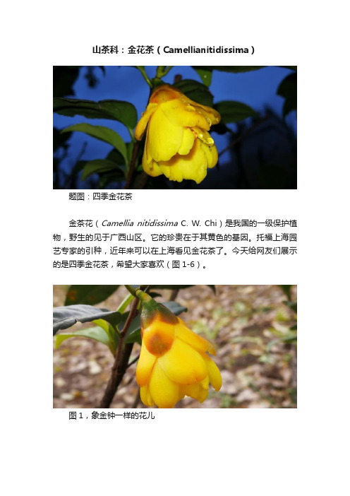 山茶科：金花茶（Camellianitidissima）