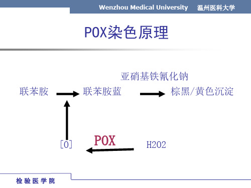 临床血液学检验-实验-细胞化学染色-171