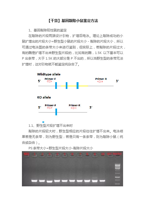 【干货】基因敲除小鼠鉴定方法