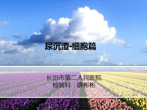 尿沉渣细胞篇