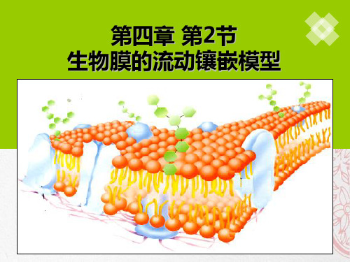 新版人教版高中生物2020生物膜的流动镶嵌模型(共28张PPT)学习演示PPT课件