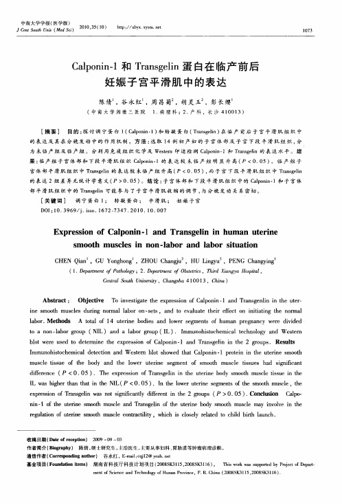 Calponin-1和Transgelin蛋白在临产前后妊娠子宫平滑肌中的表达