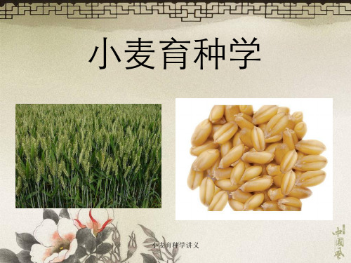 小麦育种学讲义