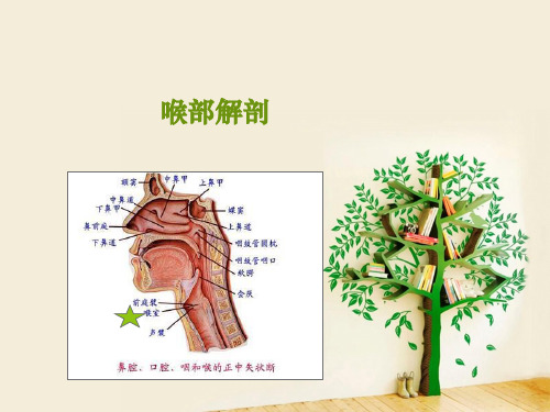 喉部解剖 ppt