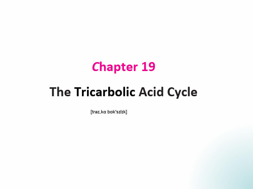 The Tricarboxylic Acid Cycle——食品生物化学(英文)课件PPT