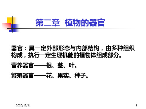 根与根系的类型PPT教学课件