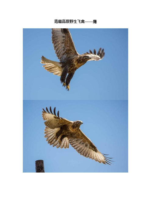 青藏高原野生飞禽——鹰