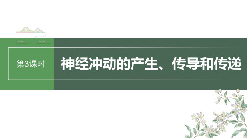 2024届高考一轮复习生物课件(人教版)：神经冲动的产生、传导和传递