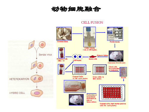 大学课件 生物工程设备 动物细胞培养反应器