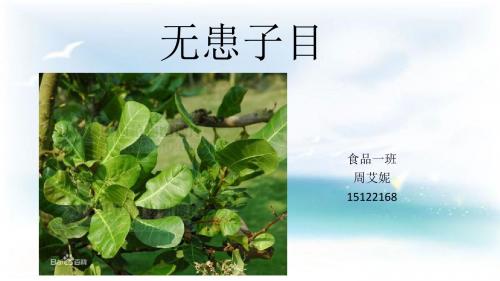 植物学--无患子目