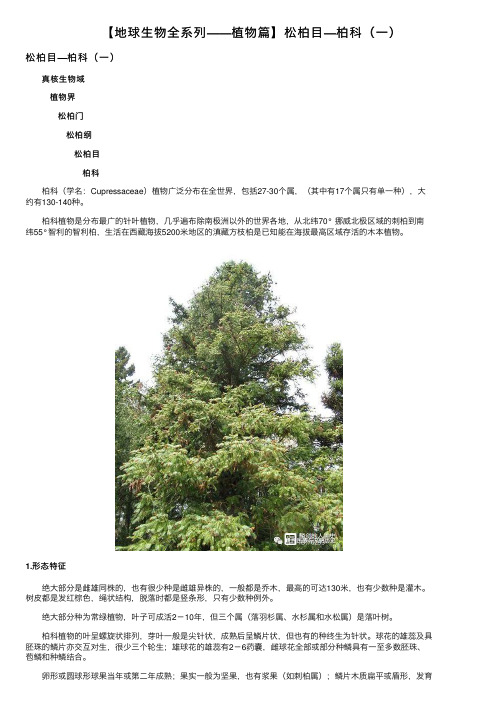 【地球生物全系列——植物篇】松柏目—柏科（一）