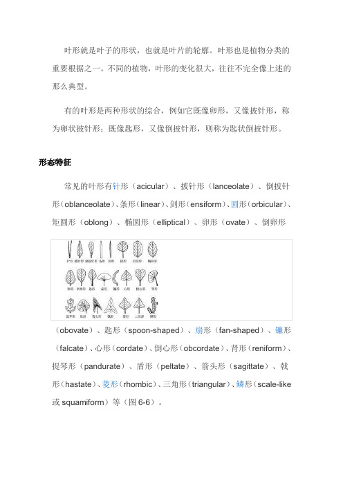 叶形就是叶子的形状