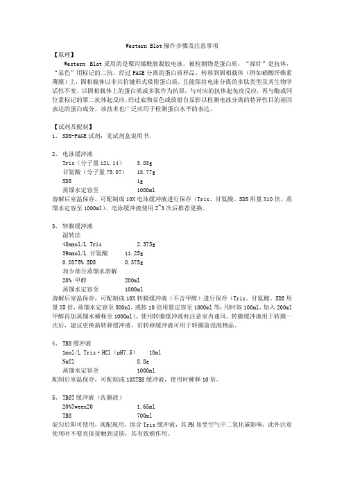 新手Western blot步骤及注意事项