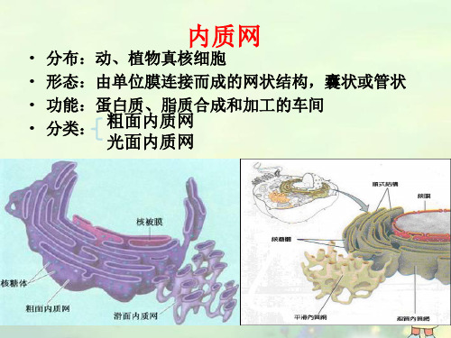 高中生物细胞质课件1浙科版必修1.ppt