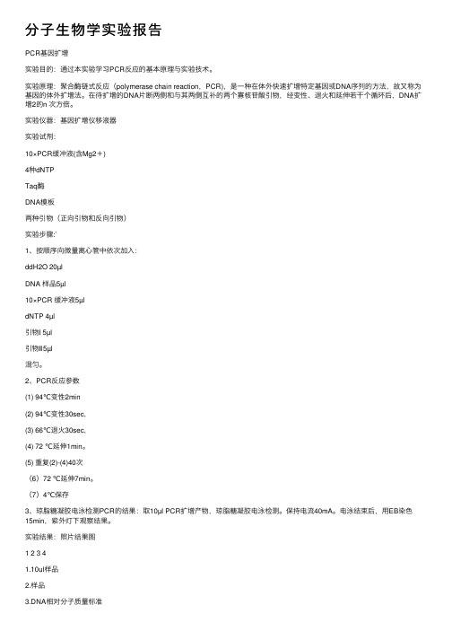 分子生物学实验报告