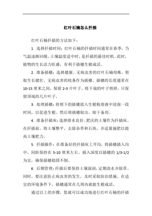 红叶石楠怎么扦插