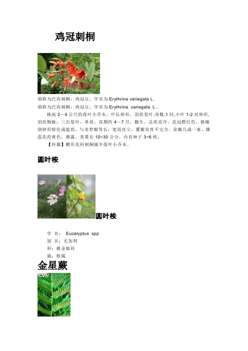 植物图解