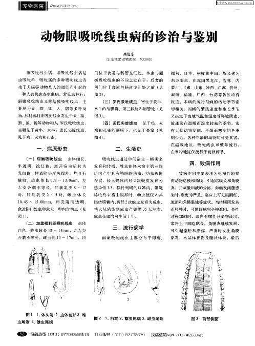 动物眼吸吮线虫病的诊治与鉴别