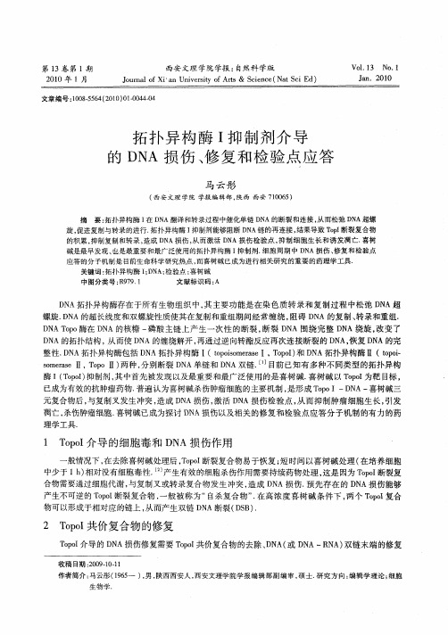 拓扑异构酶Ⅰ抑制剂介导的DNA损伤、修复和检验点应答