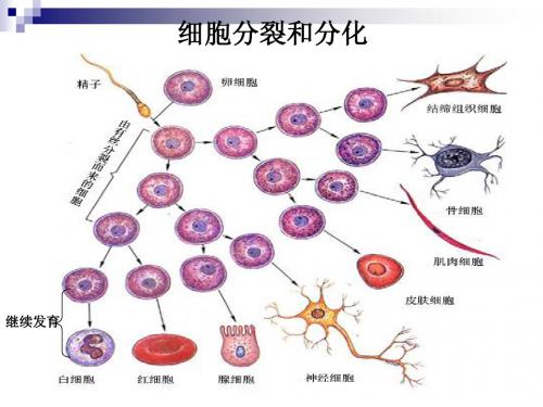 四大组织实验