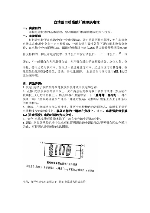 血清蛋白质醋酸纤维薄膜电泳