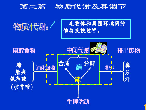 糖酵解途径