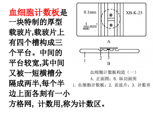 血细胞计数板资料