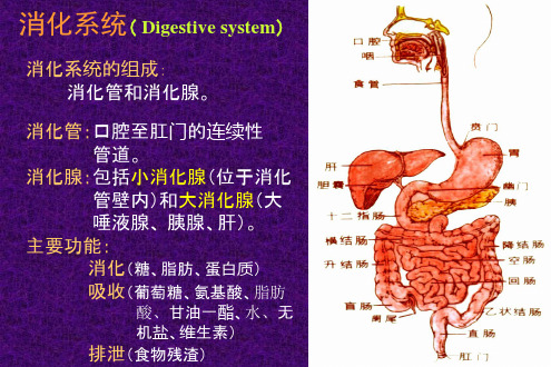 组织学与胚胎学14.消化系统Digestive tube