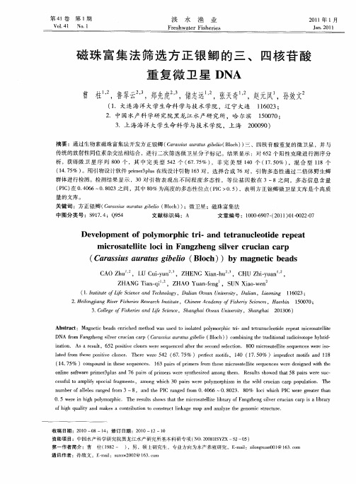磁珠富集法筛选方正银鲫的三、四核苷酸重复微卫星DNA