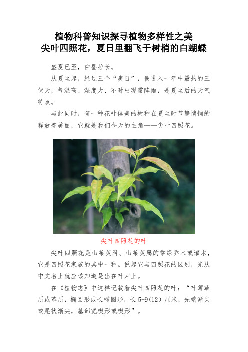 植物科普知识探寻植物多样性之美- 尖叶四照花,夏日里翻飞于树梢的白蝴蝶