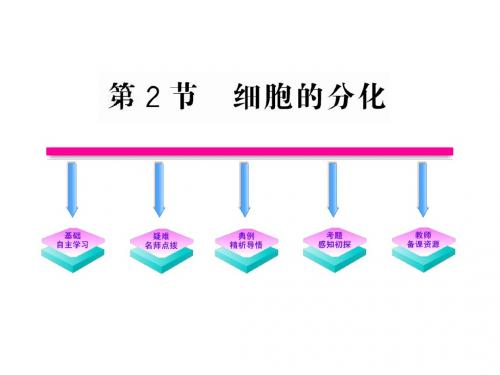 6.2 细胞的分化(新人教版必修1)