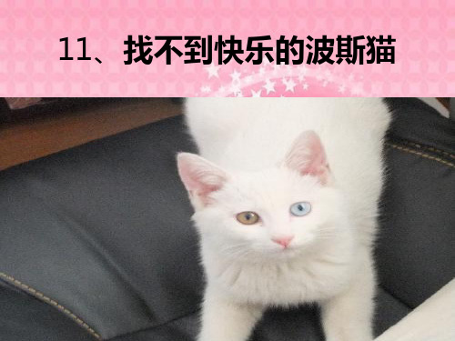 《找不到快乐的波斯猫PPT课件》