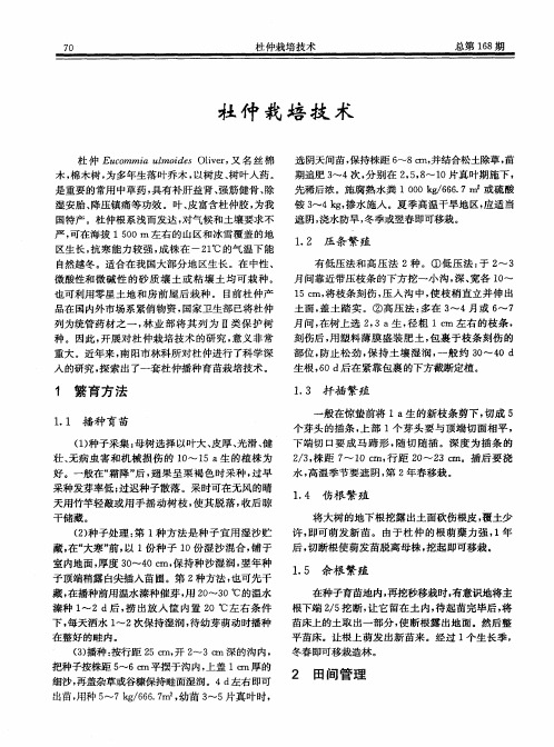杜仲栽培技术