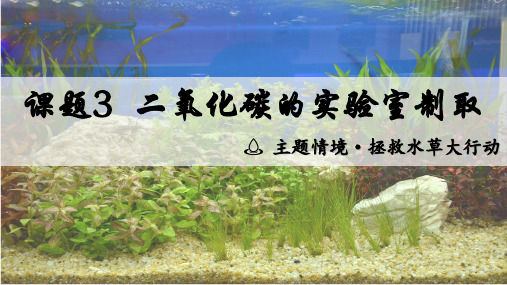 二氧化碳的实验室制取-2024-2025学年九年级化学人教版上册