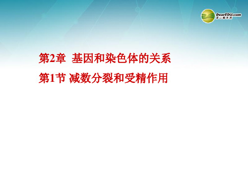 高中生物 第2章 基因和染色体的关系 第1节 减数分裂和受精作用课件 新人教版必修2