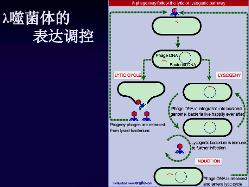 噬菌体调控